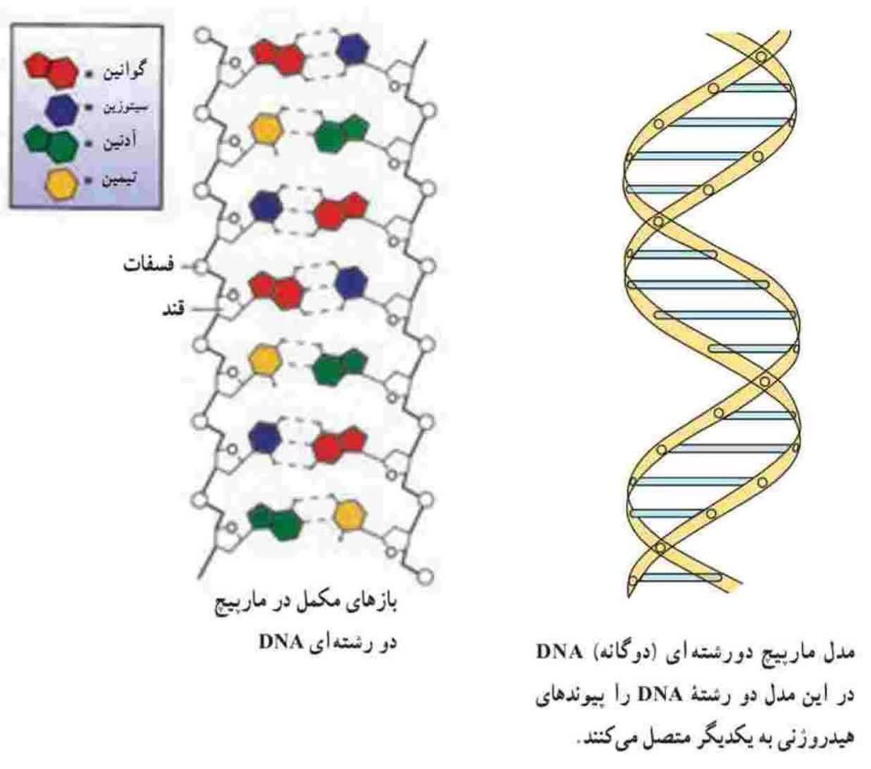 (قرآن،علم۱۳)